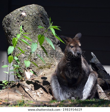 A wallaby is a small or middle-sized macropod native to Australia and New Guinea,