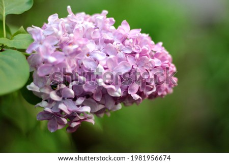 lilac flowers on a branch in spring among green leaves