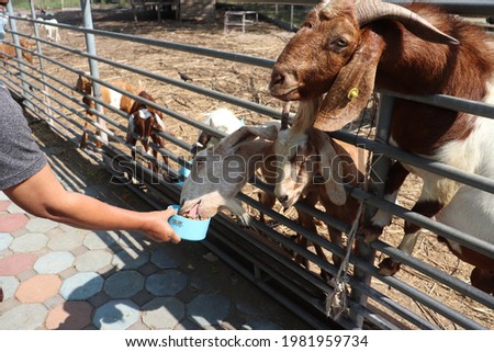 A herd of goats are vying for their food to be delicious. The hand that feeds to the hungry animals in the cage with friendliness and compassion for the animals. Take photo in Thailand