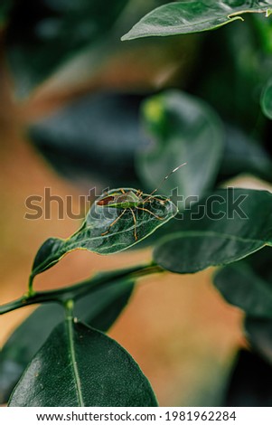 A plant bug on a leaf
