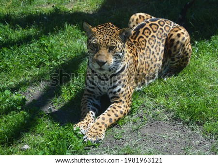 Jaguar in wild, a cat feline in the Panthera genus only extant Panthera species native to the Americas. Jaguar is the third-largest feline after the tiger and lion, and the largest in the Americas.