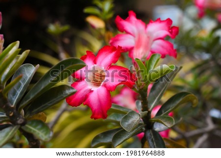 Desert rose flowers is a beautiful picture and color is pink.