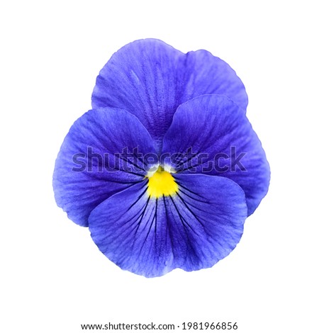 Bright blue pansy isolated on a white background.
