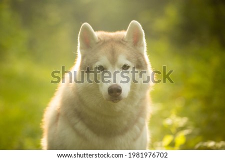 Close-up Portrait of Cute beautiful beige and white siberian husky dog sitting in green grass on sunset background and yellow sunny backlight.