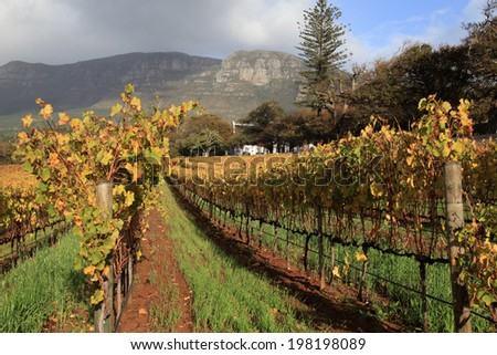 Vineyards of Groot Constantia  Wine Estate, South Africa in autumn.  Royalty-Free Stock Photo #198198089