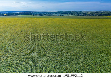 Panoramic view of sunflower field. Top view of sunflower heads. Picture is taken by drone.