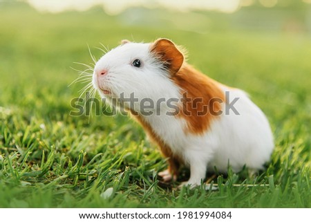 Little guinea pig in summer Royalty-Free Stock Photo #1981994084