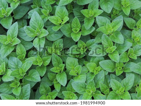 Background full of green herb mint .Full screen 