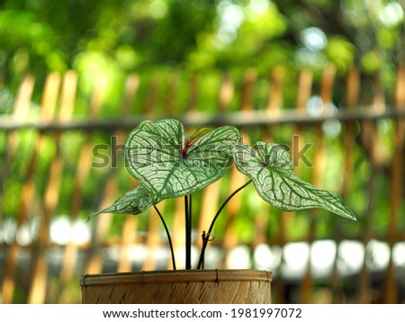 caladium bicolor in pot great plant for decorate garden