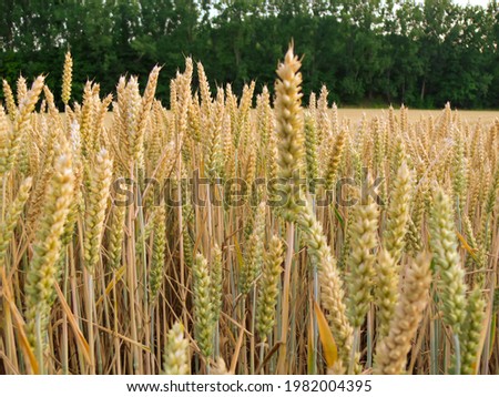 Wheat (Triticum aestivum) in a field Royalty-Free Stock Photo #1982004395