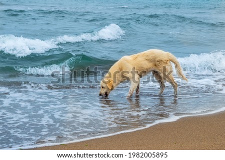 dehydrated dog drinks seawater. Big cute cream-colored dog standing on the beach and drinking water from the sea. natural life. dog golden retriever standing in the sea and drinking water. Royalty-Free Stock Photo #1982005895