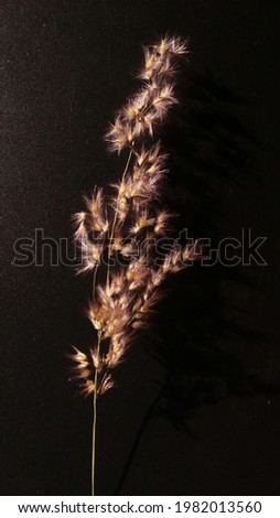 A single branch of red yellow grass flower with black background