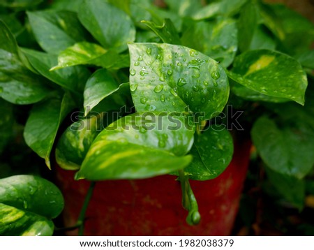 money plant leaves with water drops closeup picture on garden background