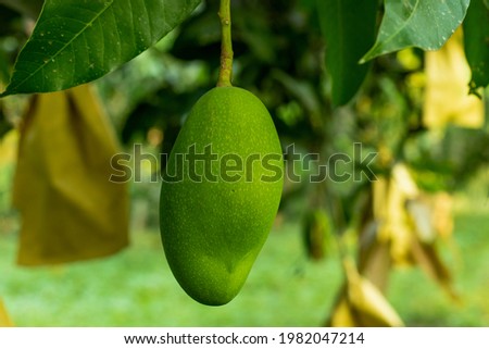 The raw sweet green mango is delicious and a seasonal fruit. The mango is packed with paper bag