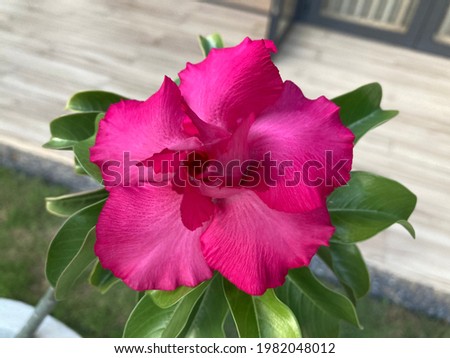 Giant Pink Adenium Flower or another name is call “Desert Rose”.