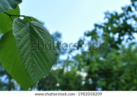 Large green leaves of a linden tree, close up. Linden leaves on a blurred background of trees.