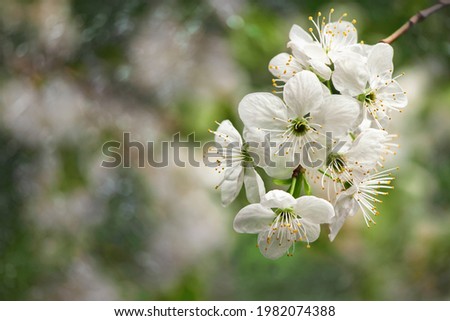 Beautiful blooming white flowers over natural green backdrop. Spring or summer flower background with copy space. Soft focus