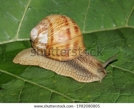 Roman snail, Burgundy snail, edible snail or escargot, is a species of the Helicidae family. Helix pomatia gastropoda mollusk in wild on a green leaf. Royalty-Free Stock Photo #1982080805