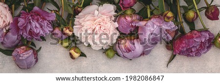 Pink Peony flowers on grey wall background. Fashion floral backdrop, banner. Vintage toned