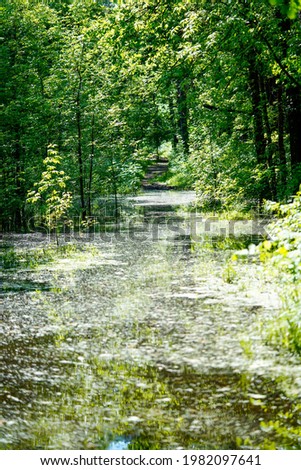 trees grow in flooded or swampy soil reflected in the water, summer daylight, vertical photo