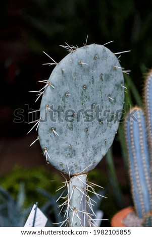 Round cactus in the garden