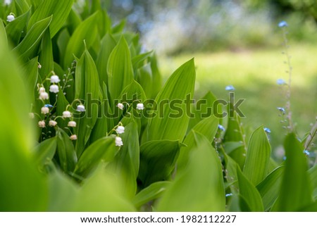 Lily of the valley Convallaria majalis white flowers in the garden, bokeh background