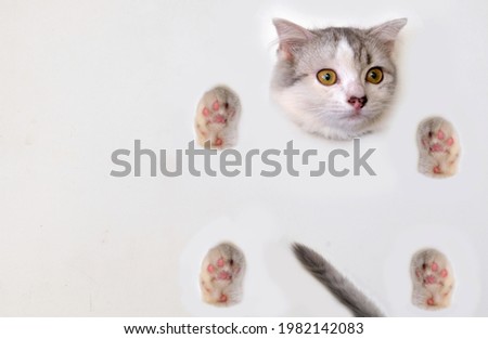 Kitten faces, hands, legs, and tail. Leave space in the middle for something