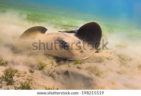 Southern Spotted stingray. Egypt. Red Sea