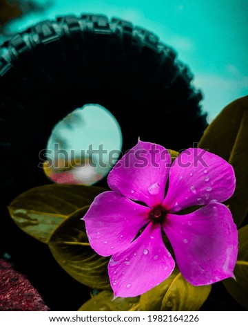 Beautiful create picture with car tyre and flower with sky 
