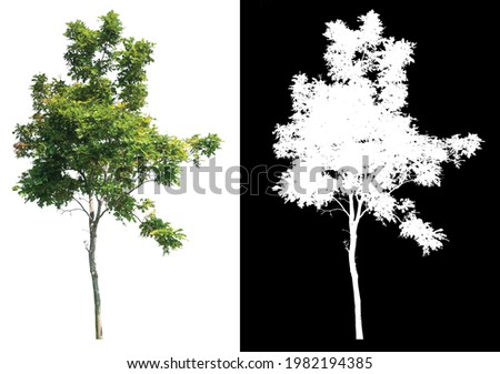 Isolated tree on white background with selected and path inside, alpha channel built in picture for brush and selection tree 