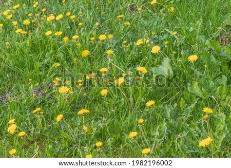 The photo shows flowers with yellow petals. This is a medicinal dandelion. Flowers grow among the grass. There are a lot of dandelions in the picture