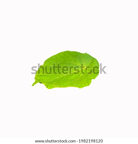 Isolated on white background Tropical leaf