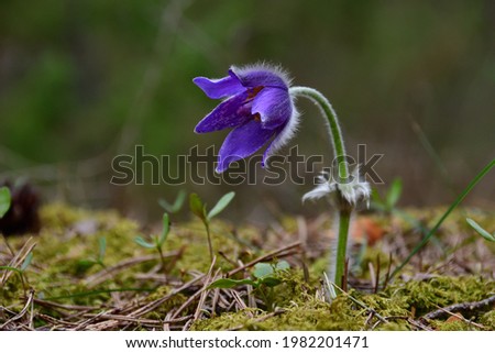 Close-up of purple pasque-flower with blurred background in natural environment on greenish mossy soil of pine forest.