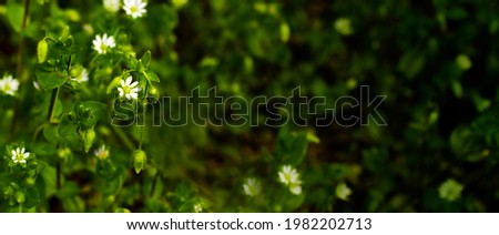 Small sping flovers in grass, blurred background. 