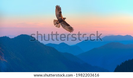 Red-tailed Hawk flying over the mountains with sky background Royalty-Free Stock Photo #1982203616