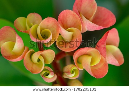 Euphorbia milii (crown of thorns, Christ plant, Christ thorn) is a species of flowering plant in the spurge family Euphorbiacia
