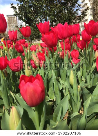Red tulips in green meadow tulipmania (tulipomania ) triumph tulips