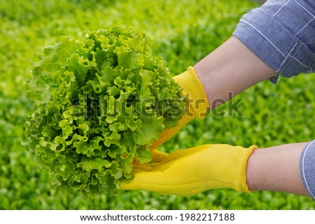 female hands holding a large bunch of fresh green salad, against the background of the garden, close-up shooting