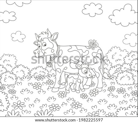 Happy spotted cow and a cute little calf drinking milk on grass of a summer field with flowers on a beautiful warm day, black and white vector cartoon illustration for a coloring book page