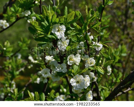 Snow-white and tender plum flowers among green young foliage in direct sunlight.