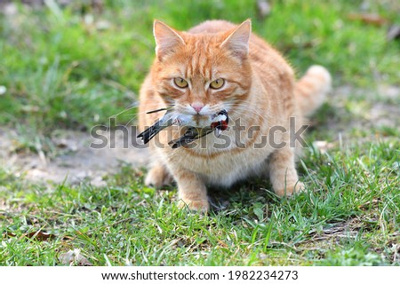 The domestic red cat caught the bird and holds it in its mouth