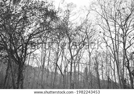 Dead plants and trees in a forest, lifeless and death depicted in black and white composition