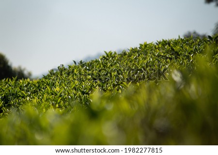 single tree in the kodanadu tea estate and mountain in the background. View of kodanadu tea estate.