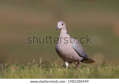 Eurasian Collared Dove roaming the foliage
