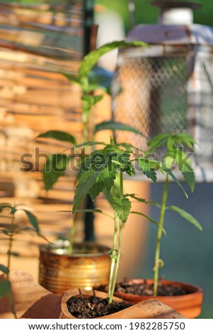young hemp plant in the organic garden 