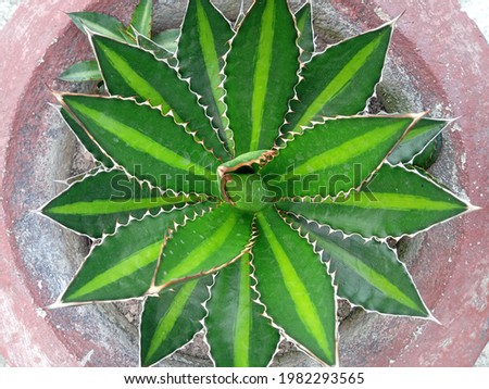 green exotic plant with prickly leaves