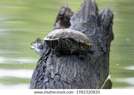 A Red eared slider (Trachemys scripta) perching on a log with beautiful reflection of surrounding vegetation on calmly moving water as background.. It is an invasive species in Malaysia.