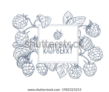 Hand drawn vector illustration set of raspberry. Summer berries, harvest bright fruit. Seasonal dessert. Isolated images for design, packaging, menu