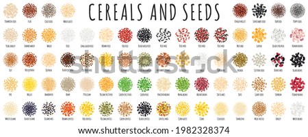 Large healthy cereal and seed set as beans, rice, quinoa, chia, pumpkin, chickpea, barley, oat, flax. Natural diet energy protein organic super food collection. Vector cartoon isolated illustration. Royalty-Free Stock Photo #1982328374