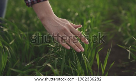 Business man farmer hand touches stalks of wheat in a green field, growing wheat grains, agricultural land, vegetation of grain crops, young harvest in slow motion, plant ecology Royalty-Free Stock Photo #1982336282